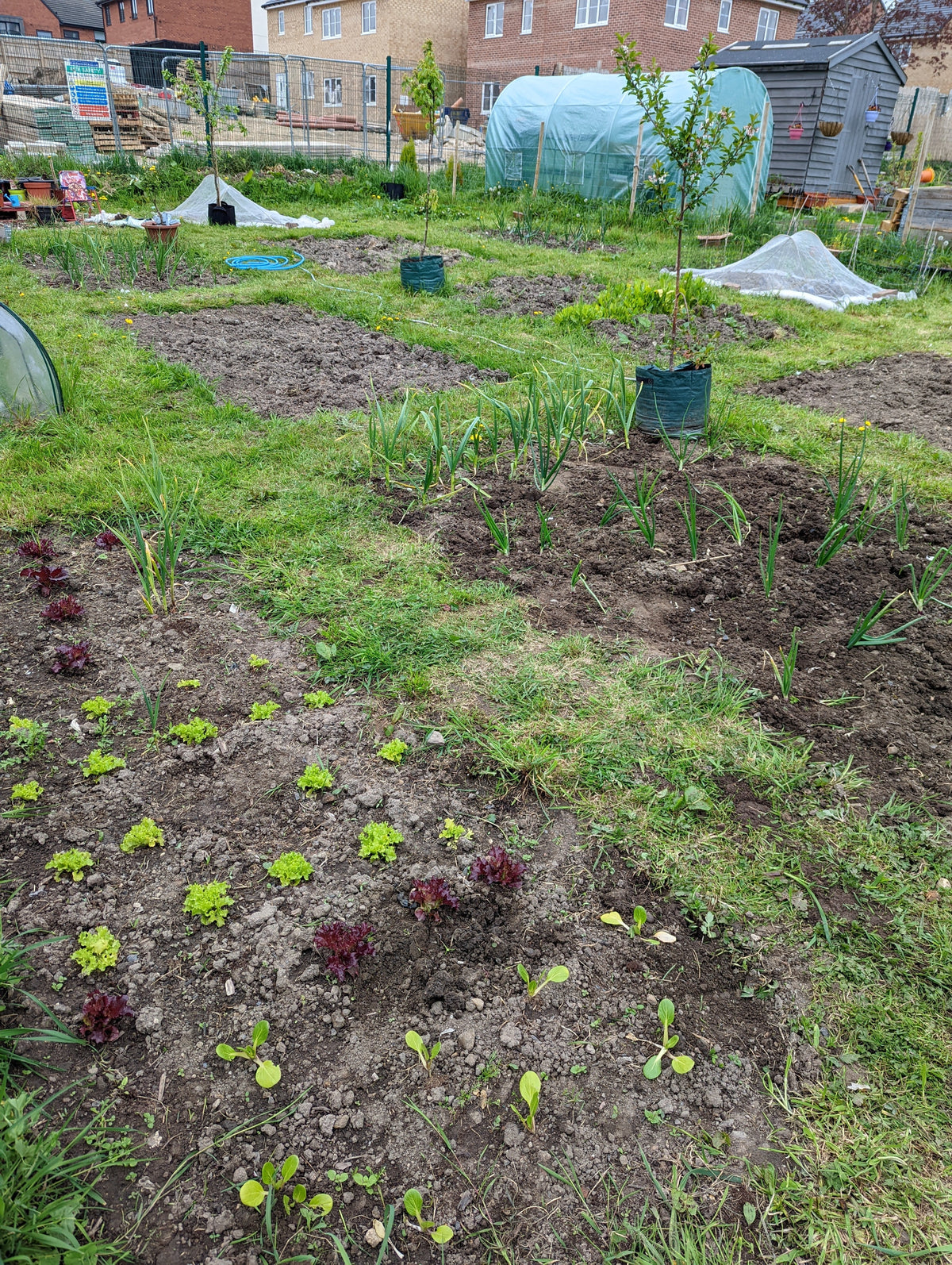 Blog 5: My Homesteading Journey (and What I Got Wrong)