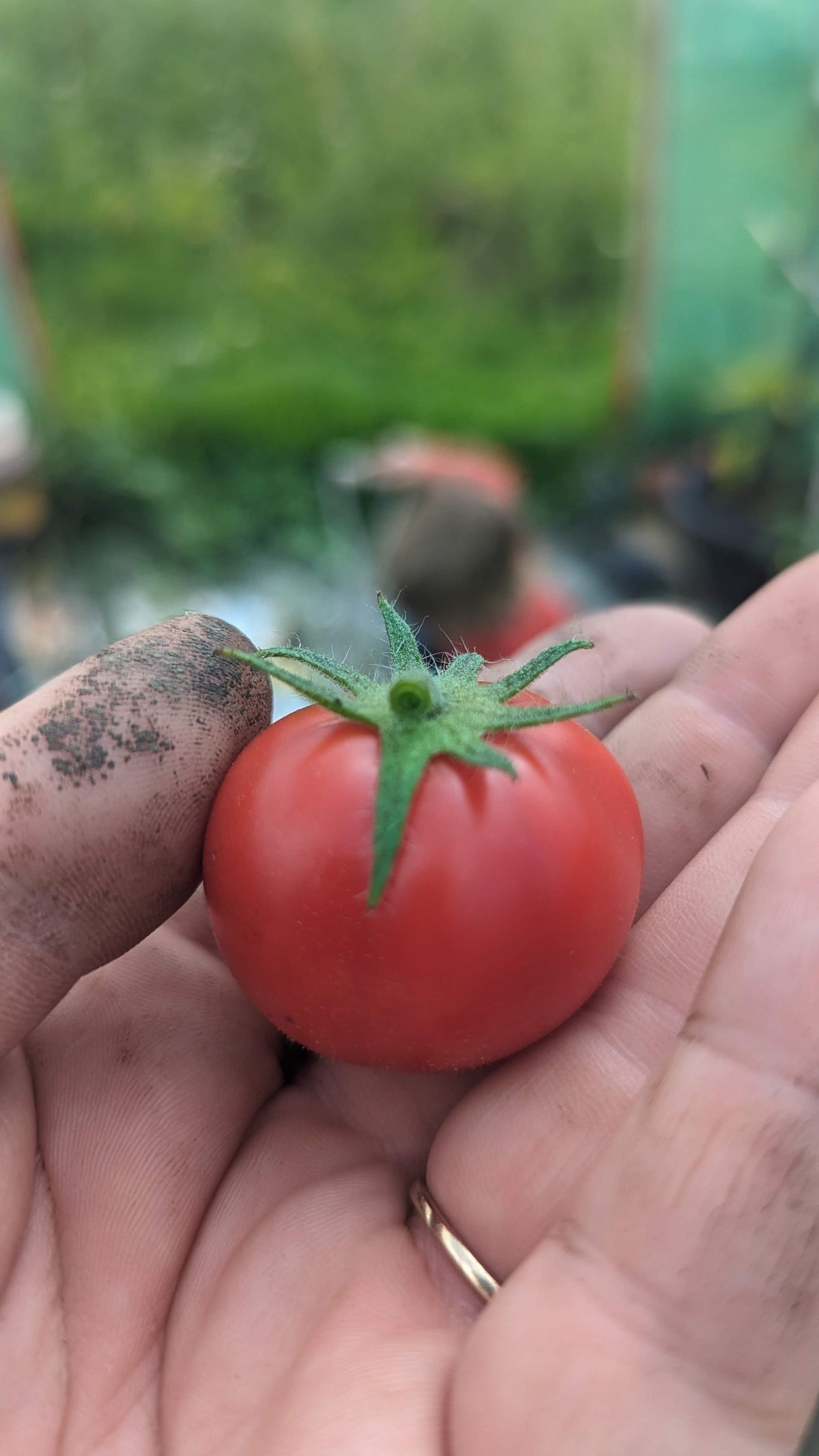 Blog 3: Tomatoes, Beans & the Myth of “Canning Your Way to Savings”