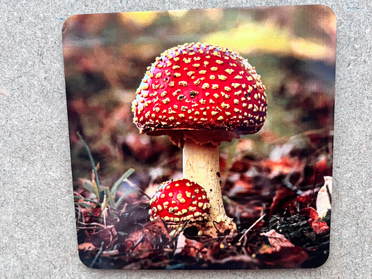 Fairy Ring Toadstool coaster