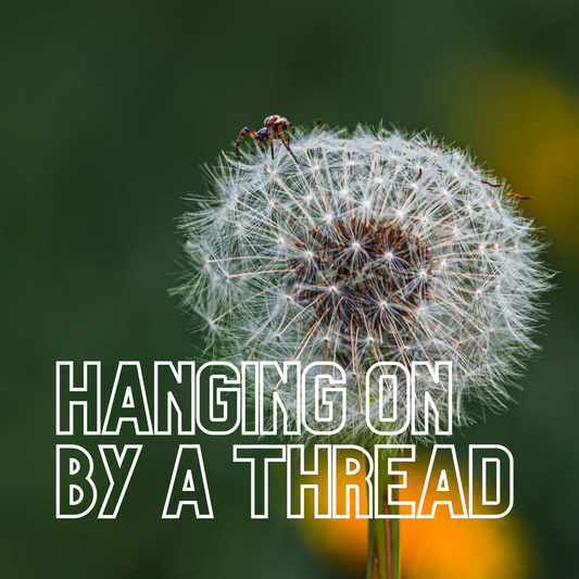 Art Print - hanging on by a thread